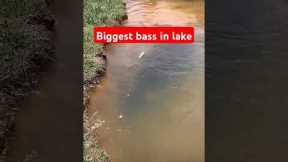 Biggest bass in lake🤣. #keşfet #bassfishing #fishing