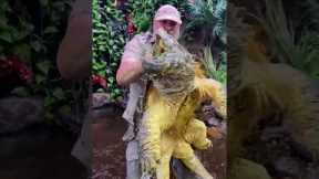 Huge Alligator Snapping Turtle! #american #alligatorsnappingturtle #reptile #zoo #livingthedream