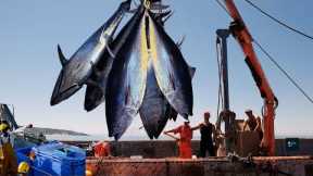 Massive Bluefin Tuna: Catches Fishing and Processing Millions of Bluefin Tuna