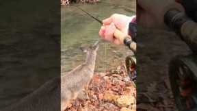 Fly Fishing with a DEER!! (I made a new friend) #shorts #fishing #nature