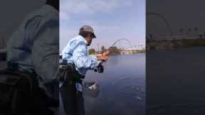 Bonito on the fly rod not far from where I live in Long Beach California