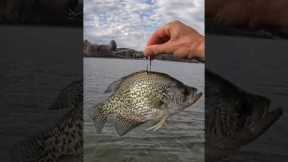 I Dropped a Live Crappie to the Bottom of the River