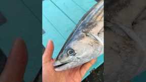 Stop Throwing this Fish Back #fishing #shorts