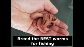 Breed the BEST worms for fishing - European Night Crawlers