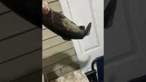 World’s largest trout! #fishing #badfish #giantbass #bassfishing #bass #fish #lake #trendingshorts
