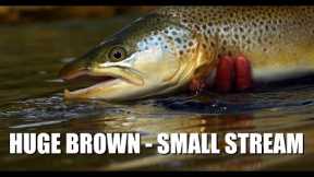 Huge Brown Trout in a Small Stream - Fly Fishing