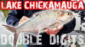 Catching DOUBLE DIGITS On LAKE CHICKAMAUGA!! Fishing For MONSTER BASS! (Bassquest Fishing Charters)