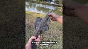 Catching CRAZY ALIEN FISH with my BARE HANDS! 🫨👽 #bassfishing #fishing #fishinglife #pleco #nature