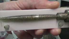 Making soft plastic lures with Amazon bait molds!