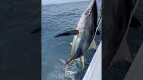 Yellowfin tuna fishing results in a hurt back! #fishing #tuna  #ocean