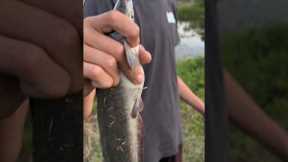 A Catfish That Walks??? Catch and Cook!!