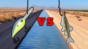 LIVE BAIT VS LURES - What Bait Catches More Fish?