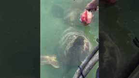 Feeding a giant grouper by hand, is still mind blowing to me. #fishfrenzycrew #goliathgrouper