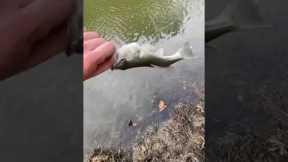 World record bass!!!! #fishing #bassfishing #lake #carp #icefishing #trendingshorts #bassfeatured#fy
