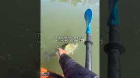 Top 5 lures for SPRING!😳 #fishing #shorts
