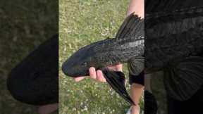 Pleco Catch, Clean, & Cook!?!