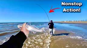 Catching and Cooking this Delicious Fish at the Beach! | Whiting |  Catch Clean Cook