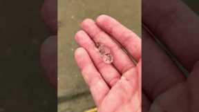Rescuing Cute Jellyfish Blobs #shorts