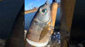 I Fished with BIG Lures 🐟🎣