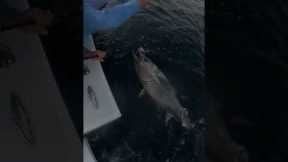 #Bluefintuna catch and release aboard Sea Shift #fishing #catchingfish #fish #catchandrelease #tuna