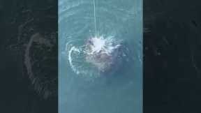 GIANT GOLIATH GROUPER EATS LIVE CATFISH ON THE SURFACE!
