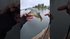 In the rain snaggin lake pups #fishing #bassfishing #fish #baitcasting #freshwater