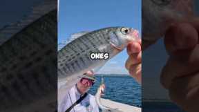 The Most Fish I’ve Ever Caught In One Day!!! (30+ Fish) 🎣 #fishing #lures #insane #viral #shorts