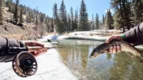 Fly Fishing Frozen Mountain Creek for Big Trout!