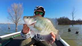 BIG CRAPPIES Love This Type of TREE! Fishing Timber with Plastic Jigs
