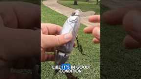 I found a SUPER expensive and rare fishing lure!