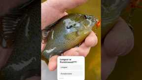 What is this!?! Longear sunfish or Pumpkinseed sunfish?? #fishing #sunfish #bankfishing #flyfishing