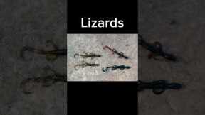 My top 5 favorite lures for spring