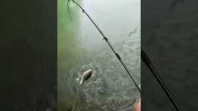 Get Jiggy Widdit #fishing #bassfishing #lake #fish #fishingvideo #fishinglife #gratitude #hope #love