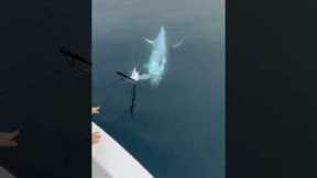Amazing Fishing the giant tuna in the deep ocean! 🌊🎣