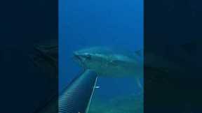 I shot a BIG TUNA, it’s go to fast like a train 🚅 #spearfishing #fishing #fisherman #fish #tuna