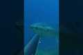 I shot a BIG TUNA, it’s go to fast