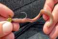 How to Properly Hook a Worm