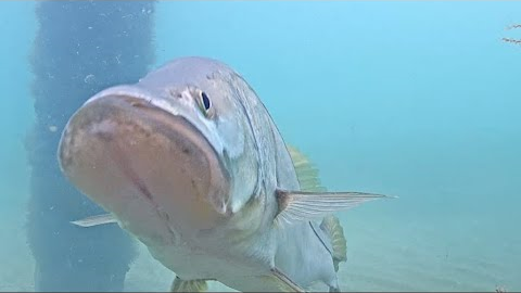 Underwater Fish Cam - July 2021 Recap