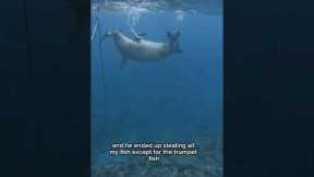 Catching and Ratinf Every Fish In Hawaii Part 39: Trumpetfish #catchandcook #spearfishing #hawaii
