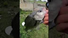 Fishing belleville dam… If I catch a fish, I get $50 #bet #funny #fishing #bass #fisherman