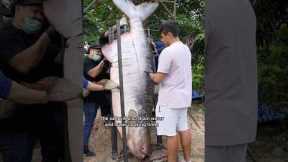 Cooking The World’s Largest Fish