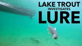 Lake Trout Investigates Lure #shorts