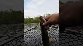 Fishing the WORST lake in Michigan called Phoenix Lake #funny #fishing #bass #fisherman #bassfishing