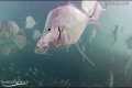 Underwater Fish Cam - August 2020