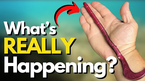 WHY Big Worms Excel for Summer Bass (Underwater Look)