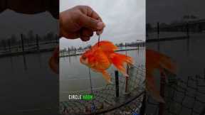 Goldfish As Live Bait Caught WHAT?
