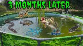 Three Months Ago I Started A Pool Pond Ecosystem... Here's What Happened!