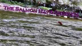 Fly Fishing For Salmon - Day 1 - Salmon River, NY (09/01/2025) - Labor Day BUST!