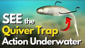 The New QUIVER TRAP Method (Watch it Underwater)