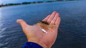 The Secret Easiest Way to Catch Saltwater Fish